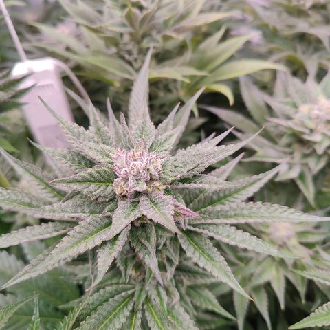 Lemon Orange Greenhouse Seeds growlog timeline photo