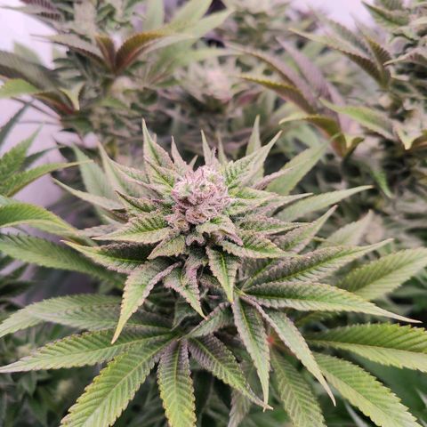Lemon Orange Greenhouse Seeds growlog timeline photo