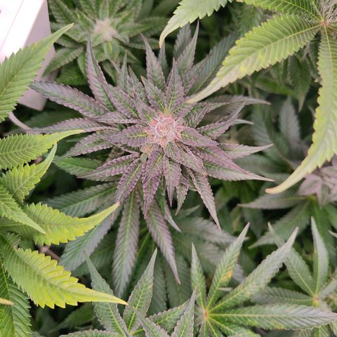 Lemon Orange Greenhouse Seeds growlog timeline photo