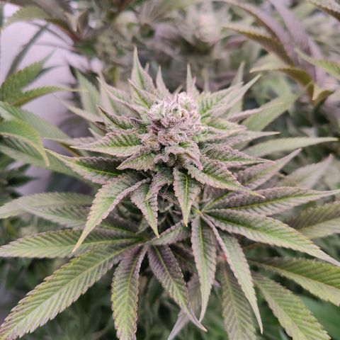 Lemon Orange Greenhouse Seeds growlog timeline photo