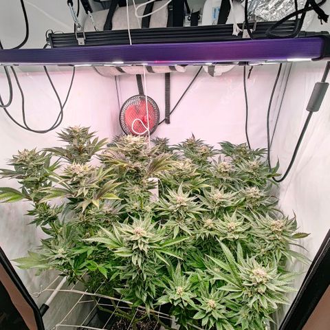 Lemon Orange Greenhouse Seeds growlog timeline photo