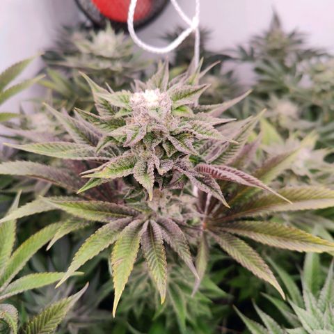 Lemon Orange Greenhouse Seeds growlog timeline photo