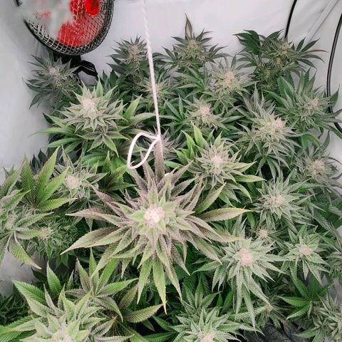 Lemon Orange Greenhouse Seeds growlog timeline photo