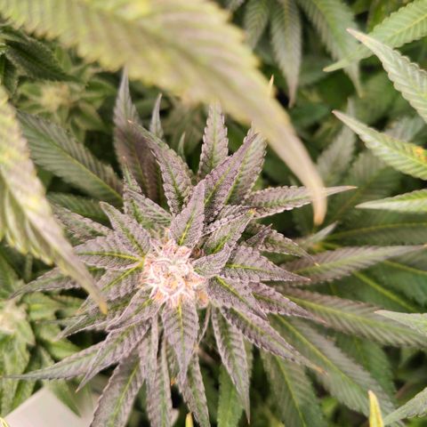 Lemon Orange Greenhouse Seeds growlog timeline photo