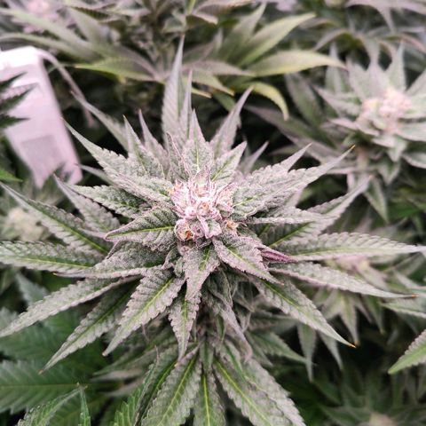 Lemon Orange Greenhouse Seeds growlog timeline photo