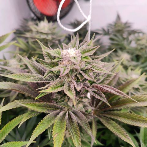 Lemon Orange Greenhouse Seeds growlog timeline photo