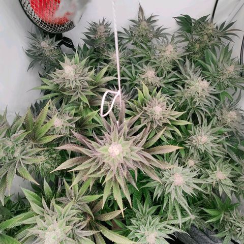 Lemon Orange Greenhouse Seeds growlog timeline photo