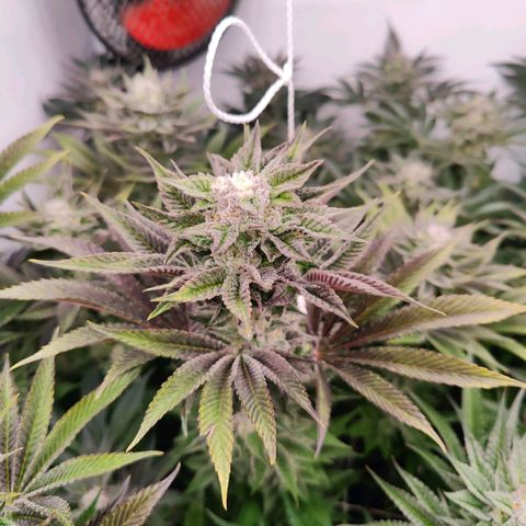 Lemon Orange Greenhouse Seeds growlog timeline photo