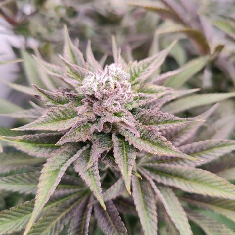 Lemon Orange Greenhouse Seeds growlog timeline photo