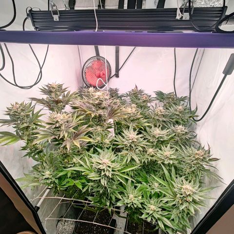 Lemon Orange Greenhouse Seeds growlog timeline photo