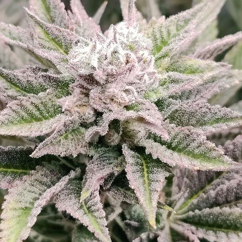 Lemon Orange Greenhouse Seeds growlog timeline photo
