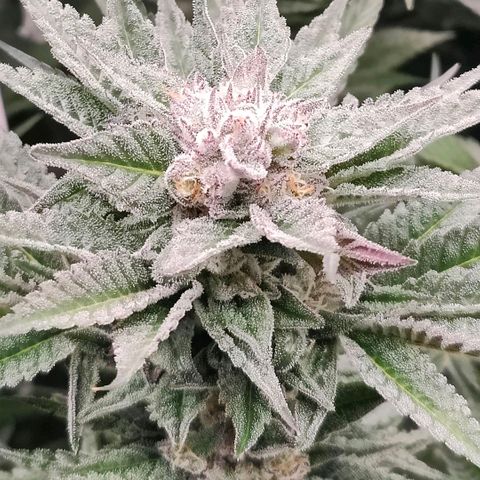 Lemon Orange Greenhouse Seeds growlog timeline photo