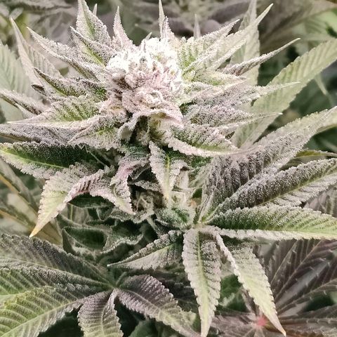 Lemon Orange Greenhouse Seeds growlog timeline photo
