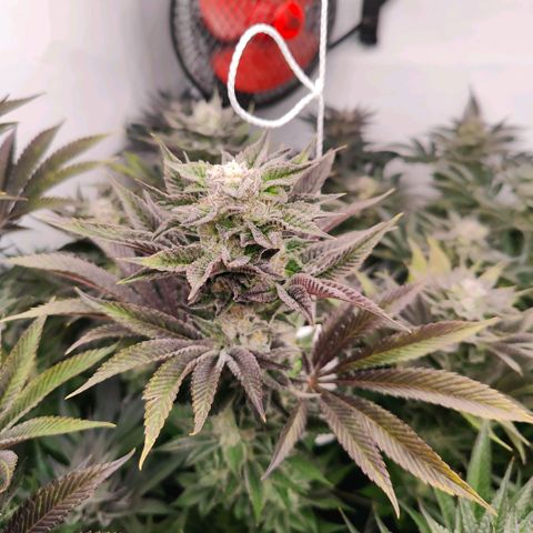 Lemon Orange Greenhouse Seeds growlog timeline photo
