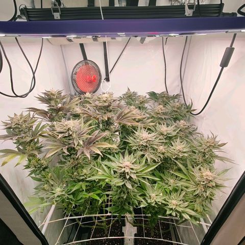 Lemon Orange Greenhouse Seeds growlog timeline photo