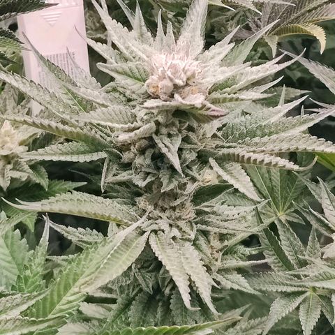 Lemon Orange Greenhouse Seeds growlog timeline photo