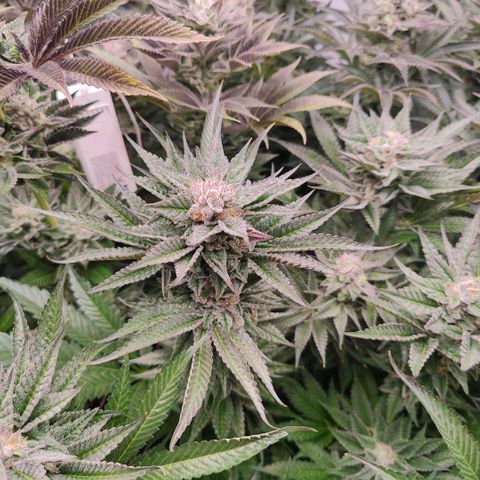 Lemon Orange Greenhouse Seeds growlog timeline photo