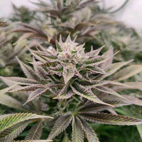 Lemon Orange Greenhouse Seeds growlog timeline photo