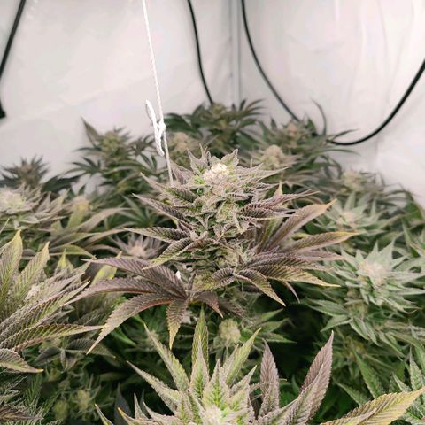 Lemon Orange Greenhouse Seeds growlog timeline photo