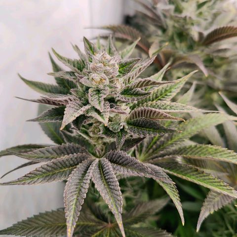 Lemon Orange Greenhouse Seeds growlog timeline photo