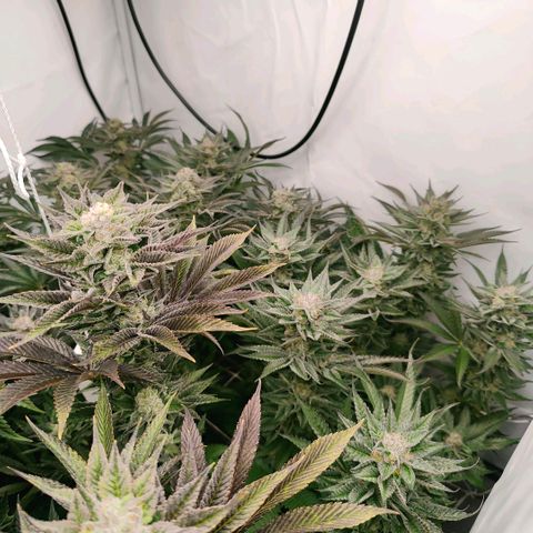 Lemon Orange Greenhouse Seeds growlog timeline photo