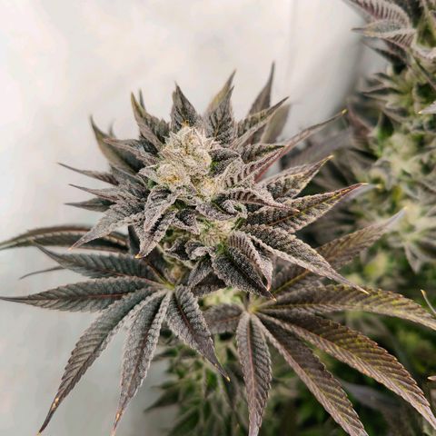 Lemon Orange Greenhouse Seeds growlog timeline photo