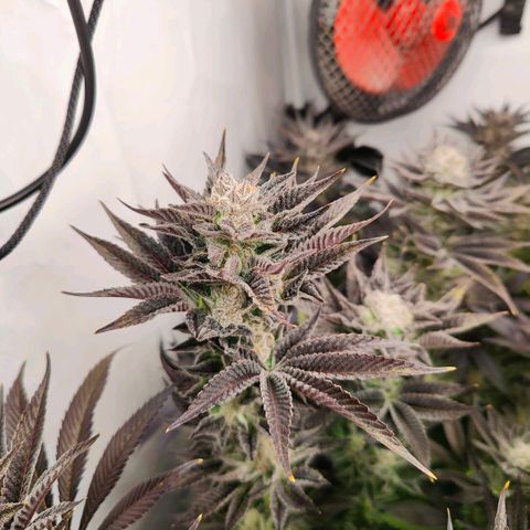 Lemon Orange Greenhouse Seeds growlog timeline photo