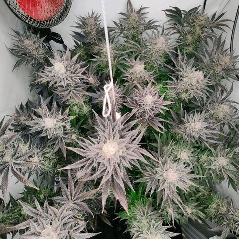 Lemon Orange Greenhouse Seeds growlog timeline photo