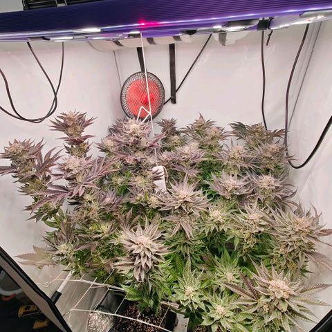 Lemon Orange Greenhouse Seeds growlog timeline photo