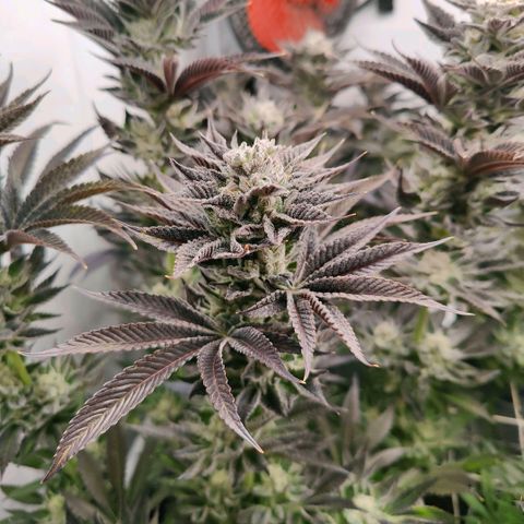 Lemon Orange Greenhouse Seeds growlog timeline photo