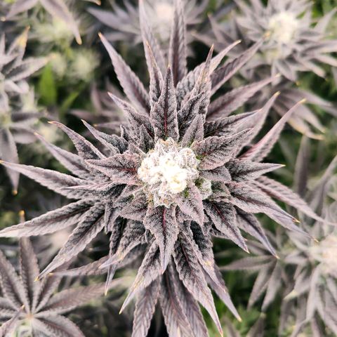 Lemon Orange Greenhouse Seeds growlog timeline photo