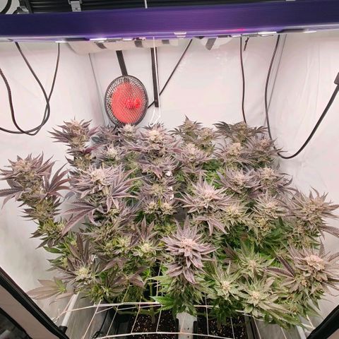 Lemon Orange Greenhouse Seeds growlog timeline photo