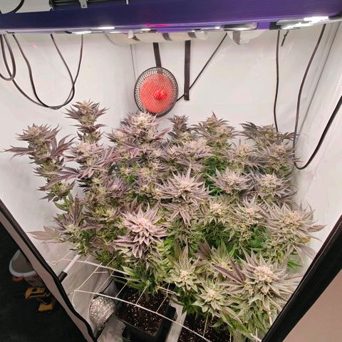 Lemon Orange Greenhouse Seeds growlog timeline photo