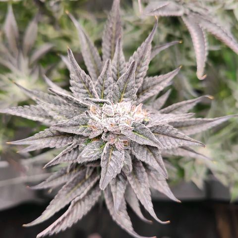 Lemon Orange Greenhouse Seeds growlog timeline photo