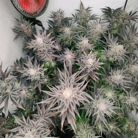 Lemon Orange Greenhouse Seeds growlog timeline photo