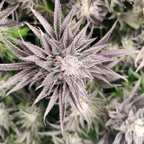 Lemon Orange Greenhouse Seeds growlog timeline photo
