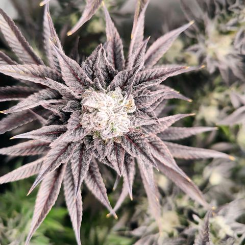 Lemon Orange Greenhouse Seeds growlog timeline photo