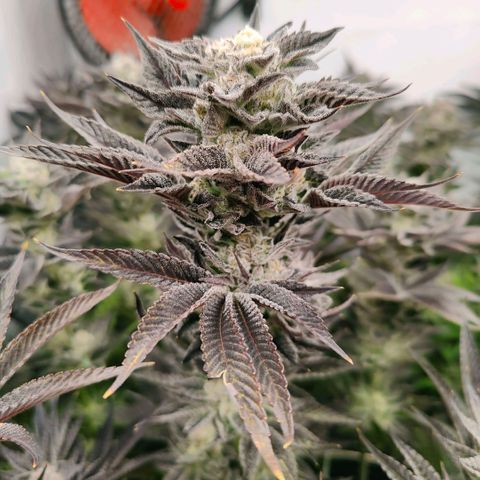 Lemon Orange Greenhouse Seeds growlog timeline photo