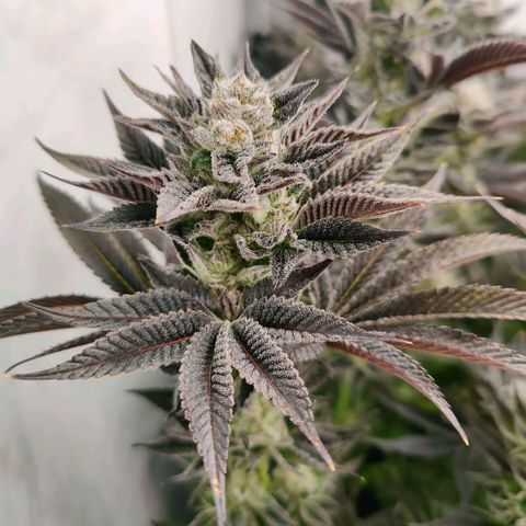Lemon Orange Greenhouse Seeds growlog timeline photo