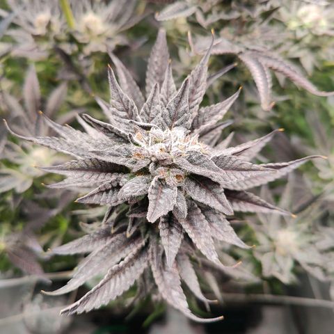 Lemon Orange Greenhouse Seeds growlog photo: Spülung fruchtet, in 4 Tagen kommt die Sense der Verdammnis! 🤤