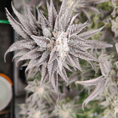Lemon Orange Greenhouse Seeds growlog photo: Spülung fruchtet, in 4 Tagen kommt die Sense der Verdammnis! 🤤