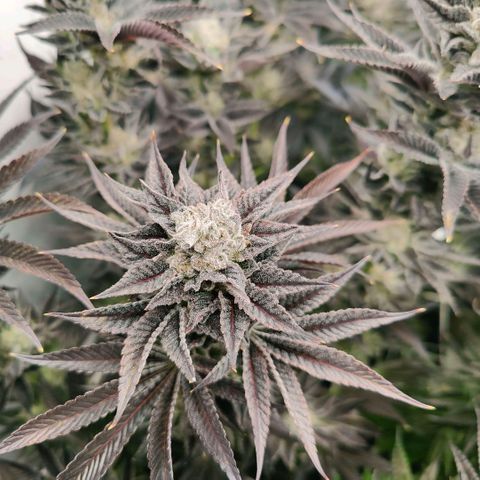 Lemon Orange Greenhouse Seeds growlog photo: Spülung fruchtet, in 4 Tagen kommt die Sense der Verdammnis! 🤤