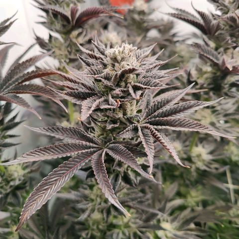 Lemon Orange Greenhouse Seeds growlog photo: Spülung fruchtet, in 4 Tagen kommt die Sense der Verdammnis! 🤤