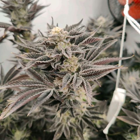 Lemon Orange Greenhouse Seeds growlog photo: Spülung fruchtet, in 4 Tagen kommt die Sense der Verdammnis! 🤤