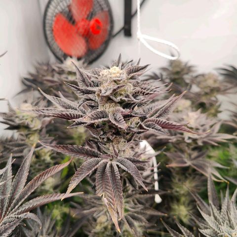 Lemon Orange Greenhouse Seeds growlog photo: Spülung fruchtet, in 4 Tagen kommt die Sense der Verdammnis! 🤤