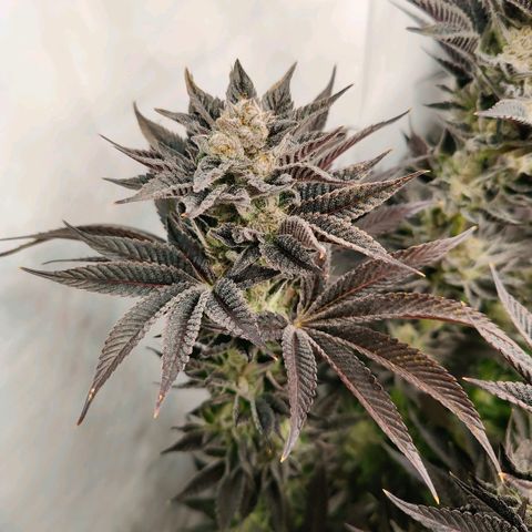 Lemon Orange Greenhouse Seeds growlog photo: Spülung fruchtet, in 4 Tagen kommt die Sense der Verdammnis! 🤤