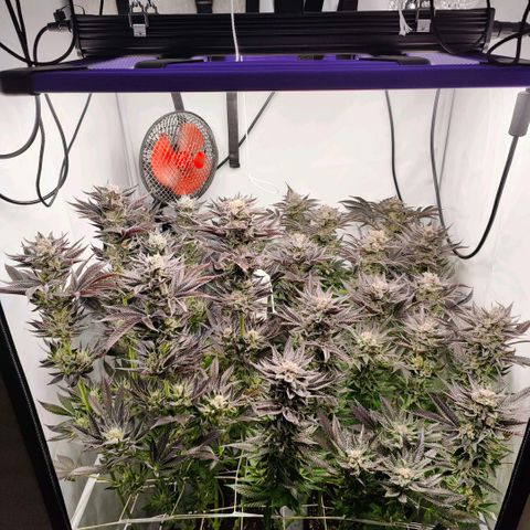 Lemon Orange Greenhouse Seeds growlog photo: Spülung fruchtet, in 4 Tagen kommt die Sense der Verdammnis! 🤤
