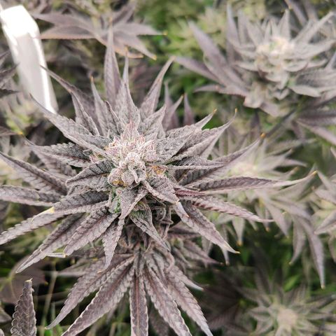 Lemon Orange Greenhouse Seeds growlog photo: Spülung fruchtet, in 4 Tagen kommt die Sense der Verdammnis! 🤤