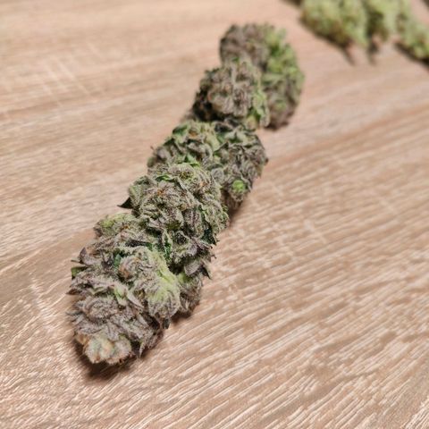 Lemon Orange Greenhouse Seeds growlog photo: Kleine Teilernte, jetzt kann die Lampe auch endlich etwas tiefer bis Donnerstag 💪🏻