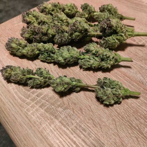 Lemon Orange Greenhouse Seeds growlog photo: Kleine Teilernte, jetzt kann die Lampe auch endlich etwas tiefer bis Donnerstag 💪🏻